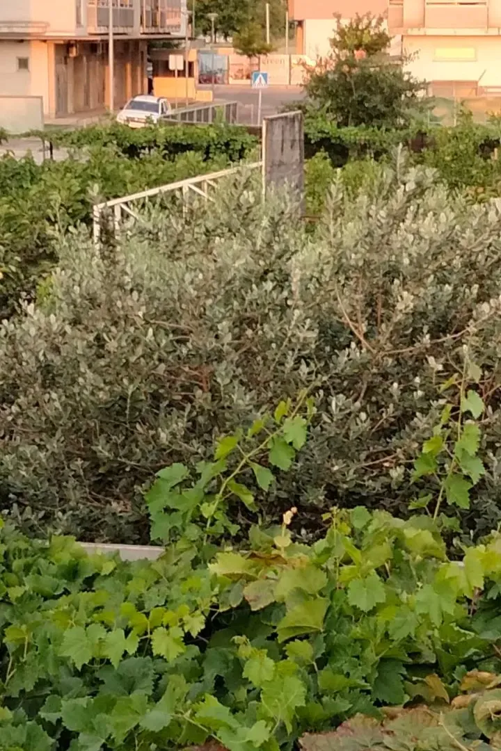 Prodaja, plac, 560m², Podgorica, Crna Gora