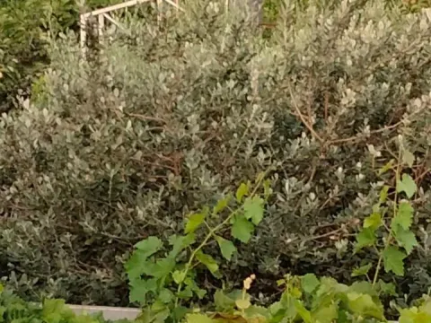 Prodaja, plac, 560m², Podgorica, Crna Gora - image 2