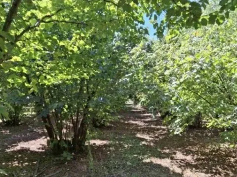 Prodaja, plac, 6140m², Baničina, Smederevska Palanka - image 3