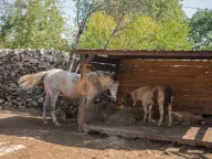 Prodaja, poslovni prostor, Ostalo, Podgorica - image 12