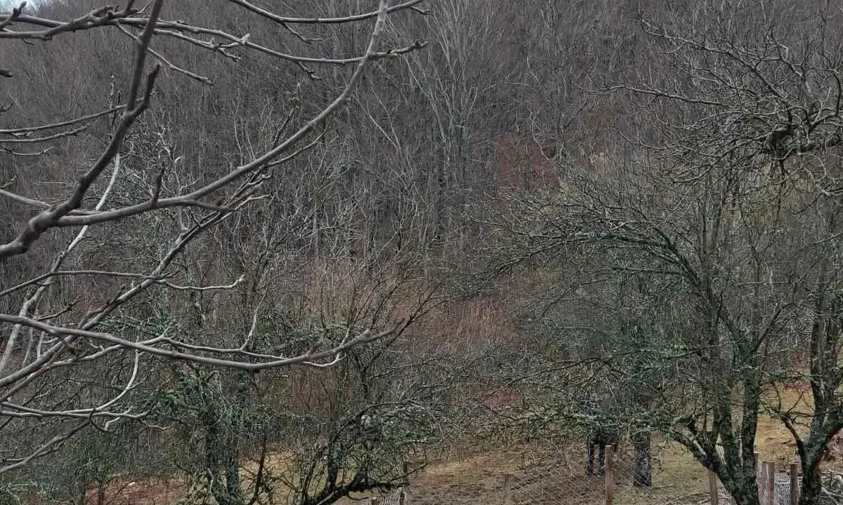 Prodaja, plac, 12000m², Kolašin, Crna Gora