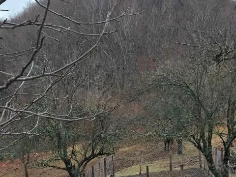 Prodaja, plac, 12000m², Kolašin, Crna Gora - image 1