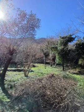 Zaraslo dvorište sa stablima i rastinjem. - image 4