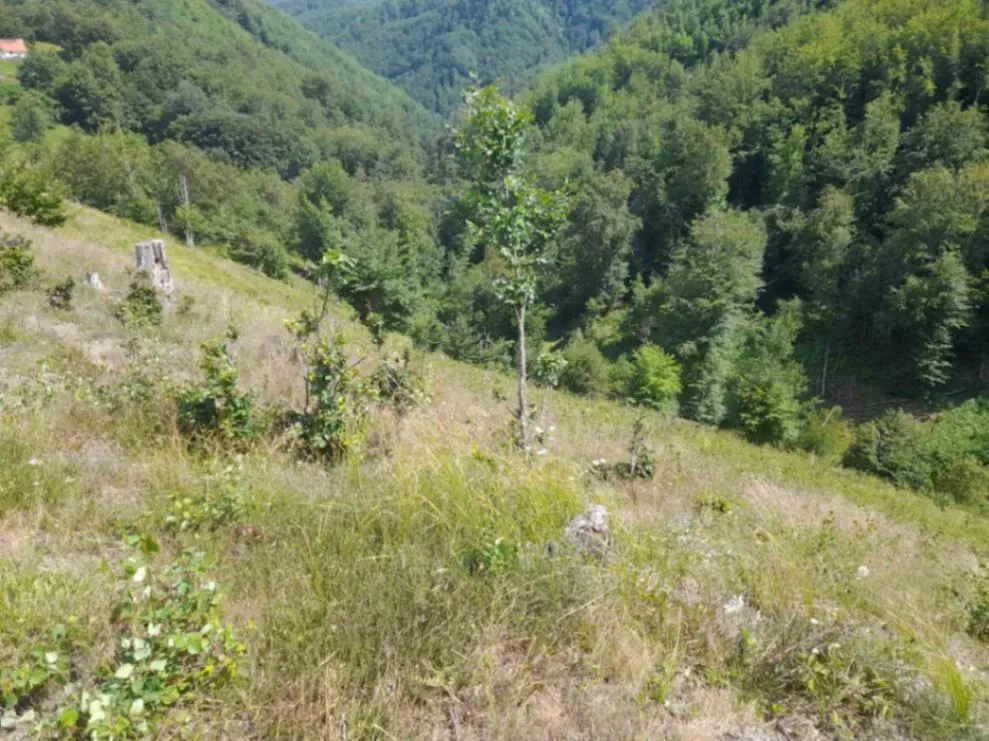 Prodaja, plac, 40000m², Žirci, Kolašin