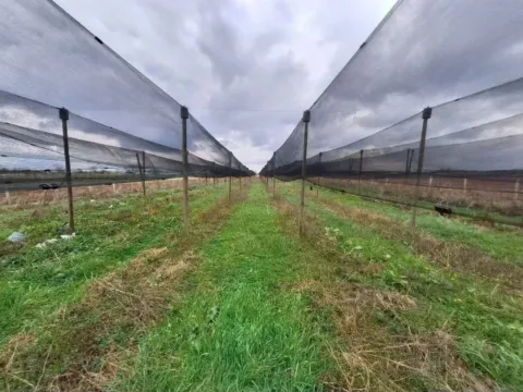 Sale, land lot, 10800m², Šabac, Srbija - image 5