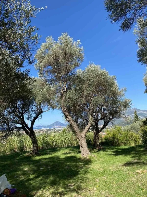 Prodaja, plac, 3770m², Zaljevo, Bar