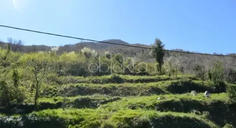 View of the green yard and surrounding nature. - image 3