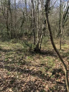 Pogled na šumoviti dio parcele sa drvećem. - image 3
