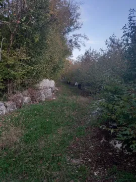 Zarasli plac okružen šumom i rastinjem. - image 5