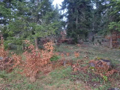 Sale, land lot, 10500m², Stublo, Čajetina - image 2