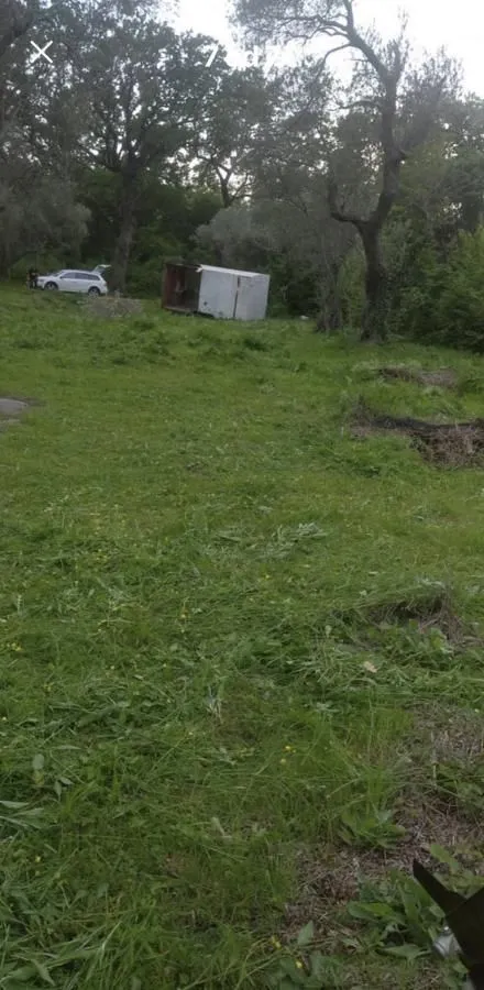 Zeleno dvorište sa stablima i travnjakom.