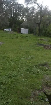 Zeleno dvorište sa stablima i travnjakom. - image 2