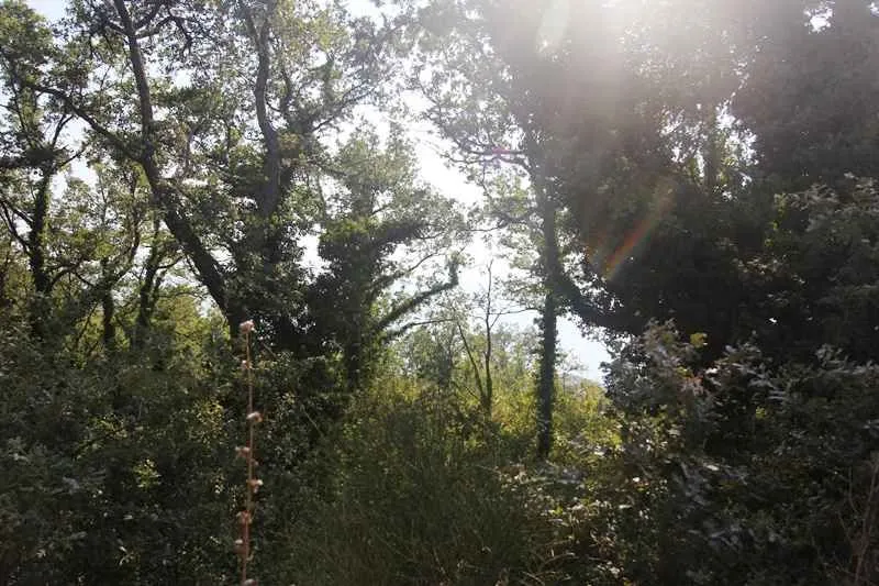 Plac okružen gustim drvećem i zelenilom na sunčanom danu.