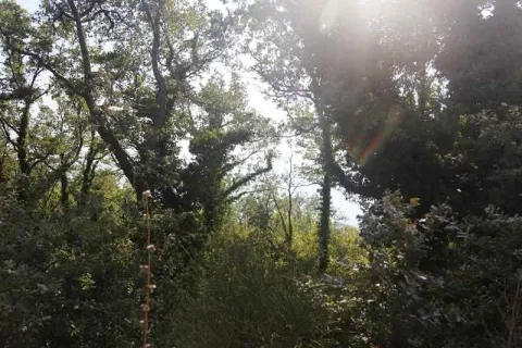 Plac okružen gustim drvećem i zelenilom na sunčanom danu. - image 2