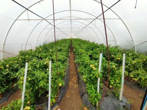 Prodaja, plac, 520m², Vrbas, Novi Sad - image 5