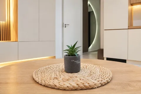 Detalj sa dekorativnom biljkom na stočiću u modernom enterijeru. - image 7