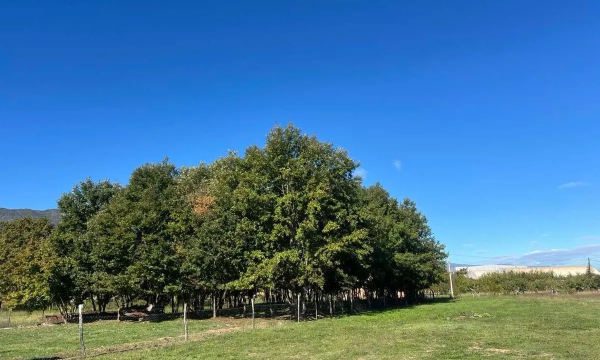 Sale, land lot, 1258m², Ćurilac, Danilovgrad