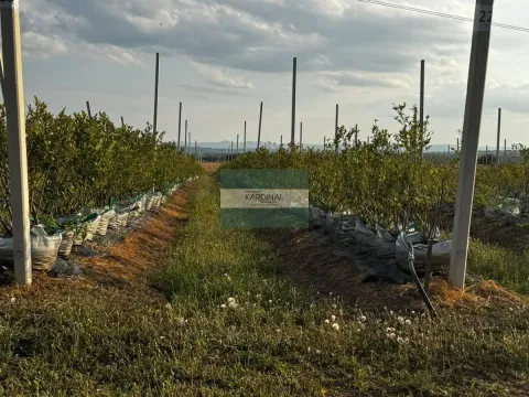 Prodaja, plac, 285100m², Medjureč, Jagodina - image 3