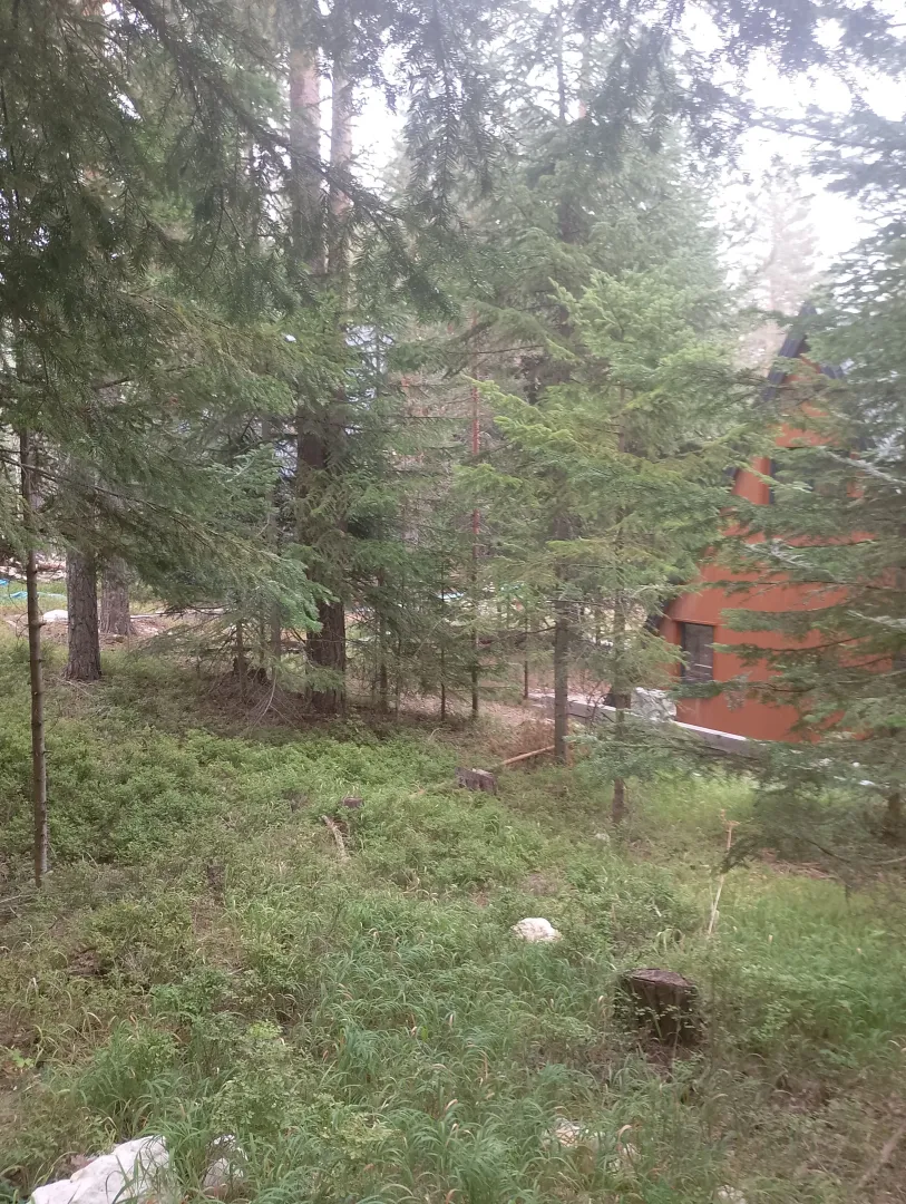 Pogled kroz šumu na drvenu vikendicu okruženu prirodom.