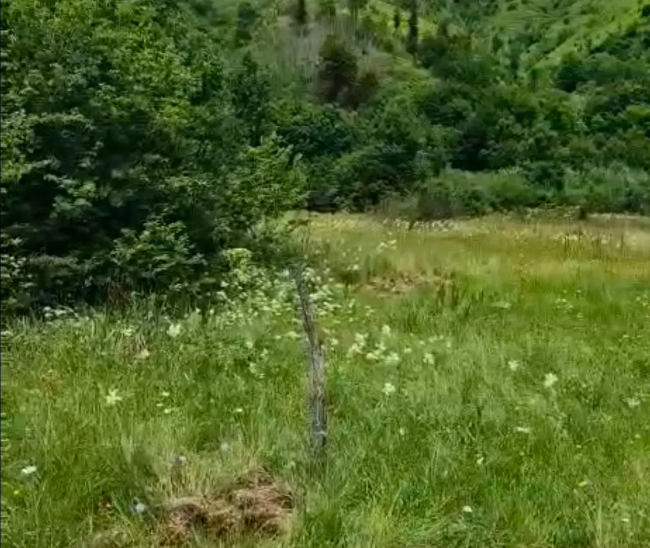 Prodaja, plac, 4300m², Veruša, Podgorica