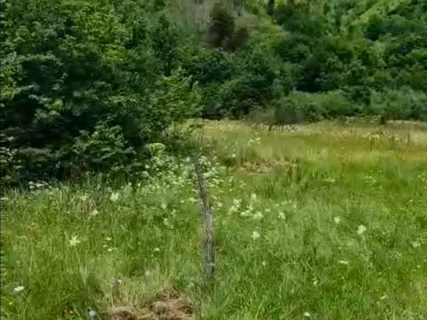 Prodaja, plac, 4300m², Veruša, Podgorica - image 5