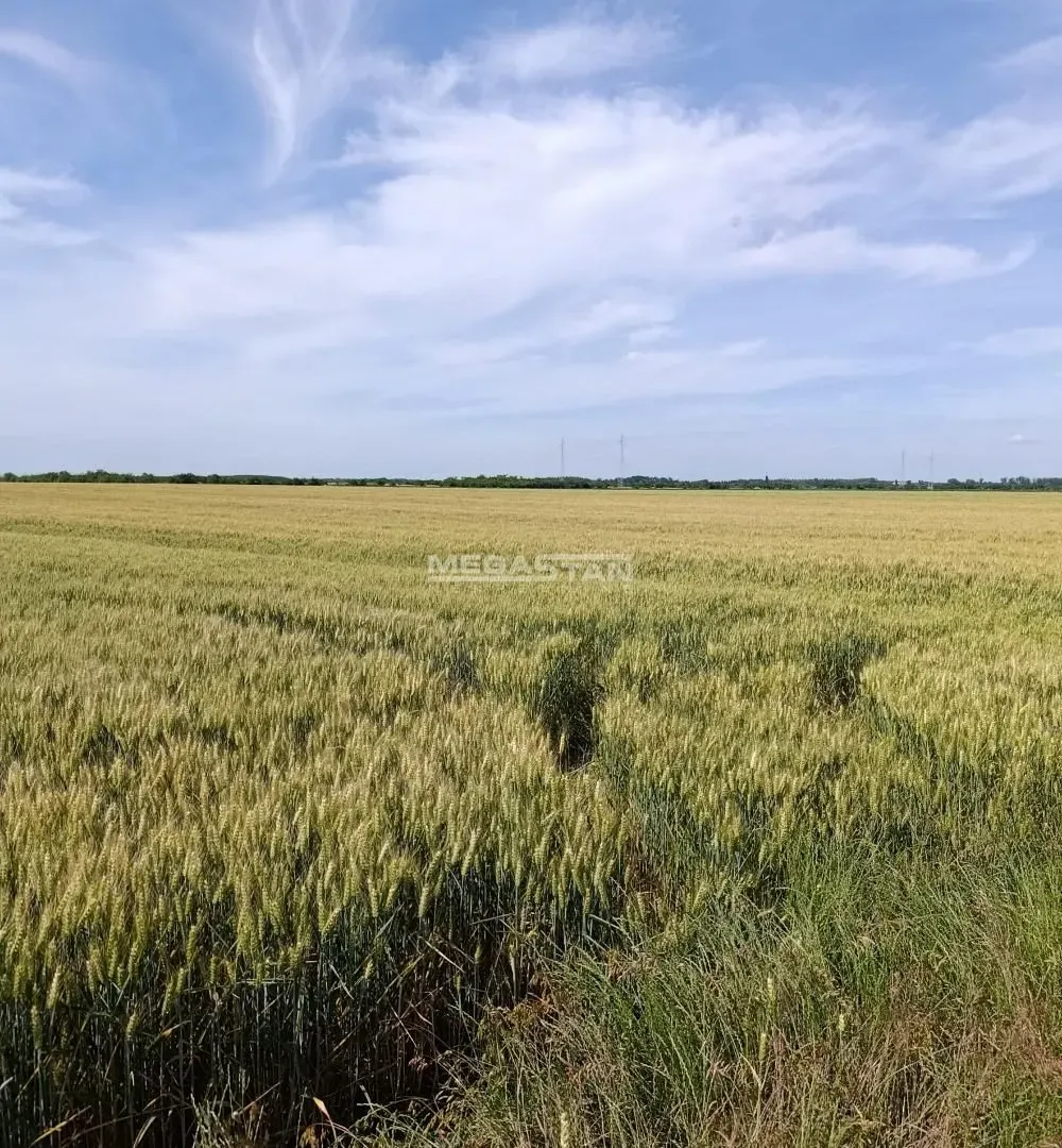 Prodaja, plac, 13059m², Ovča, Palilula Sve Podlokacije