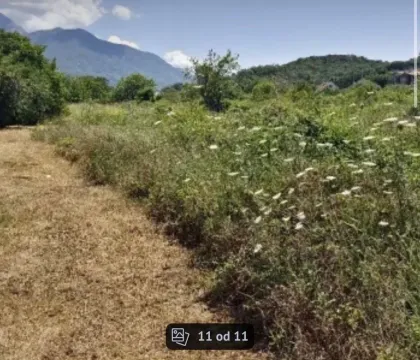 Pogled na zeleni plac sa travom i rastinjem u prizemlju. - image 2