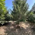 Prodaja, kuća, 140m², Gornja Gorica, Podgorica - image 23