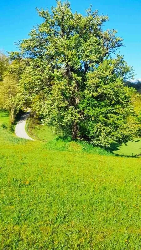 Prodaja, plac, 30905m², Mojkovac, Crna Gora