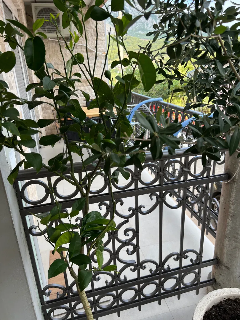 View from the terrace of the surrounding greenery and wrought iron railing.