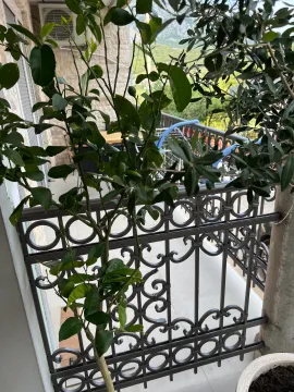 View from the terrace of the surrounding greenery and wrought iron railing. - image 5