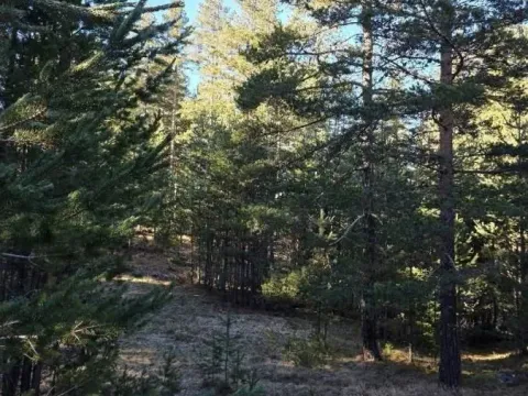 Prodaja, plac, 50000m², Borje, Žabljak - image 3