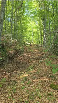 Šumski put okružen visokim drvećem. - image 5