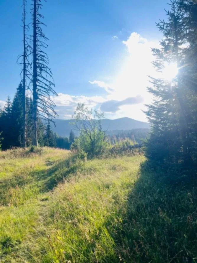 Prodaja, plac, 9000m², Nadgora, Žabljak