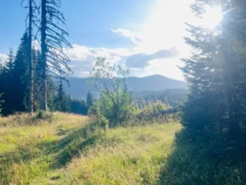 Prodaja, plac, 9000m², Nadgora, Žabljak - image 8