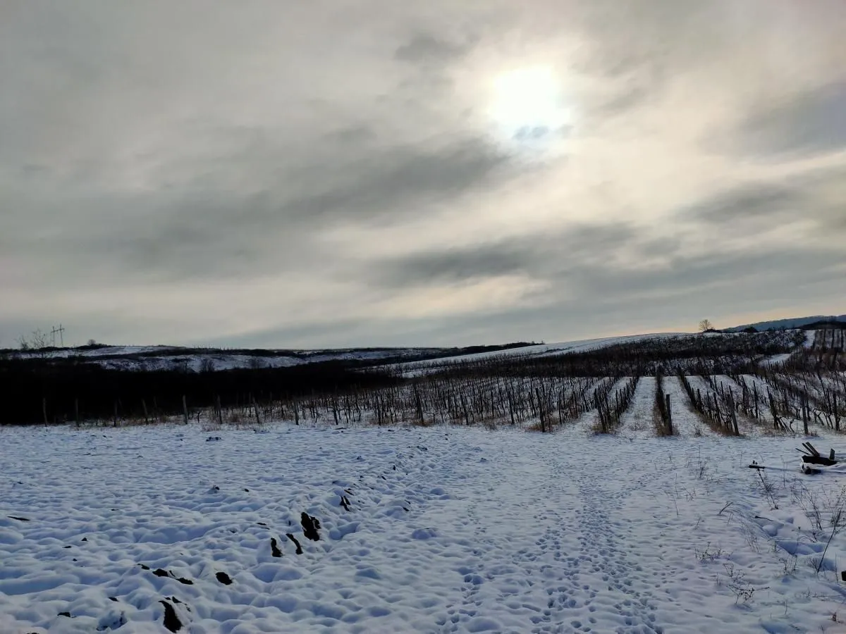Prodaja, plac, 300m², Beočin, Srbija
