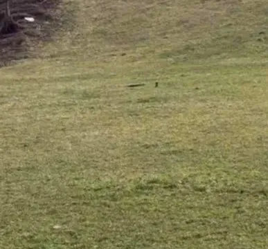 Prodaja, plac, 16000m², Nedakusi, Bijelo Polje - image 2