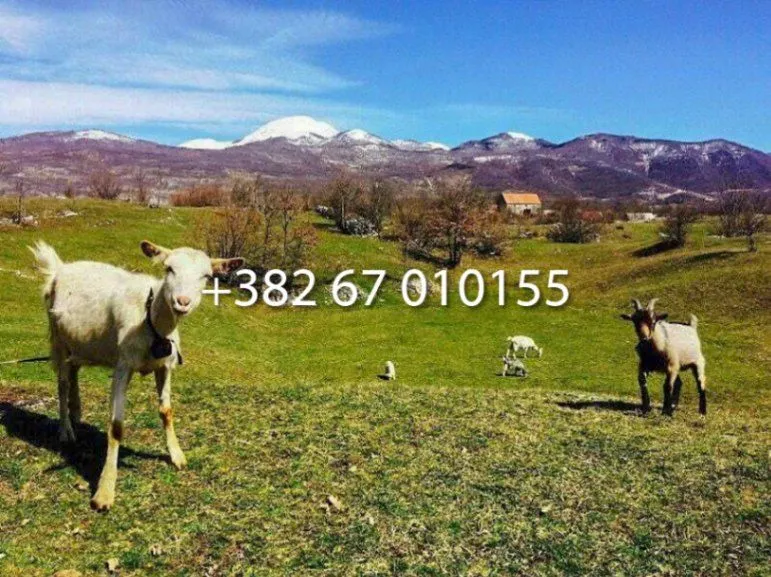 Prodaja, plac, 48000m², Jasenovo Polje, Nikšić