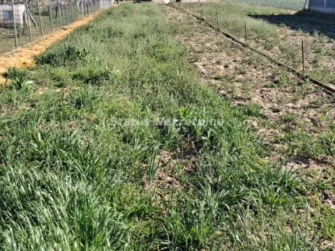 Prodaja, plac, 765m², Futog, Novi Sad Sve Podlokacije - image 2