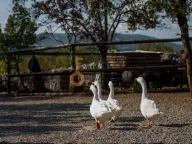 Prodaja, poslovni prostor, Ostalo, Podgorica - image 10