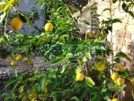 Prodaja, kuća, 80m², Bar, Crna Gora - image 3