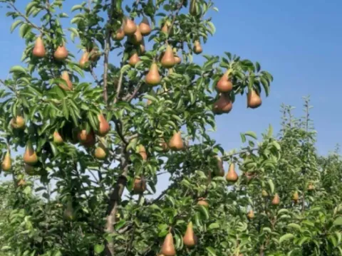 Prodaja, plac, 10400m², Sepci, Rača - image 6