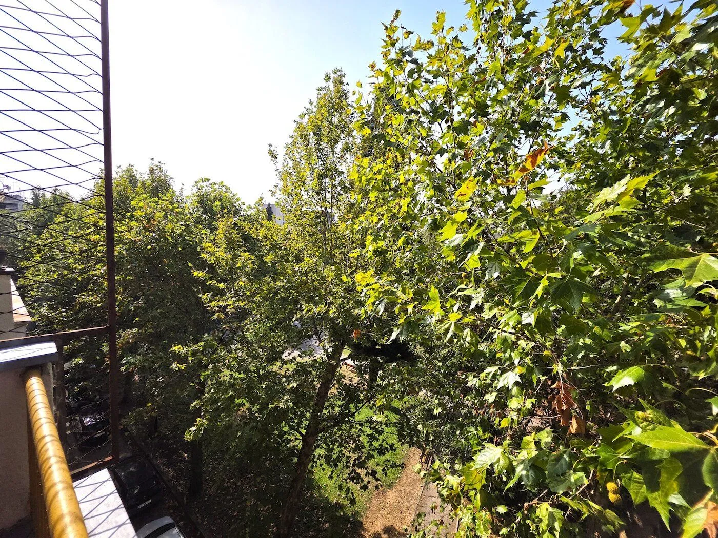 View from the terrace overlooking green treetops and the street.