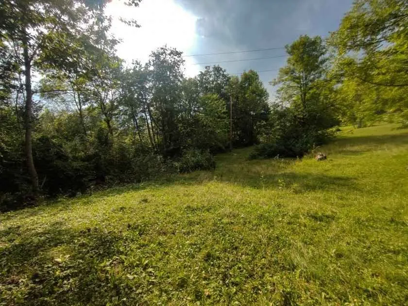 Zelena površina sa drvećem i rastinjem.