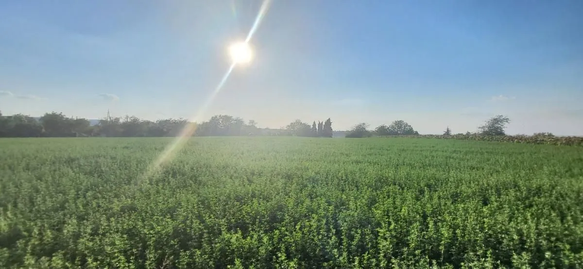 Sale, land lot, 1438m², Petrovaradin, Novi Sad