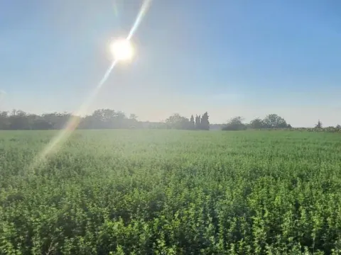 Prodaja, plac, 1438m², Petrovaradin, Novi Sad - image 1