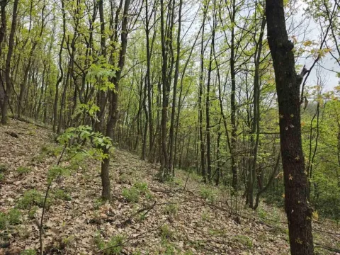 Prodaja, plac, 12800m², Bukovik, Arandjelovac - image 14