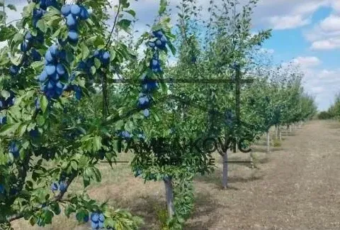 Prodaja, plac, 4636m², Sremska Mitrovica, Srbija - image 1