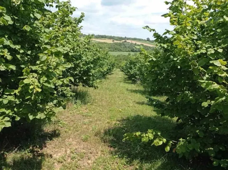 Prodaja, plac, 64924m², Donje Štiplje, Jagodina