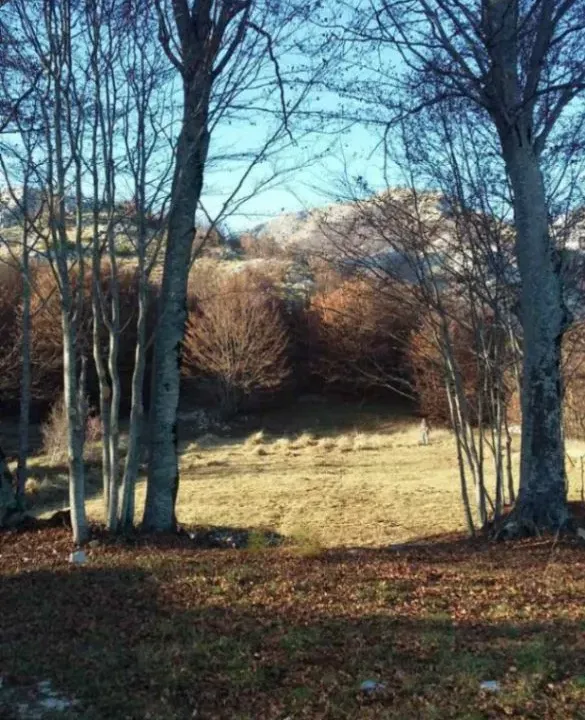 Prodaja, plac, 3002m², Ivanova Korita, Cetinje